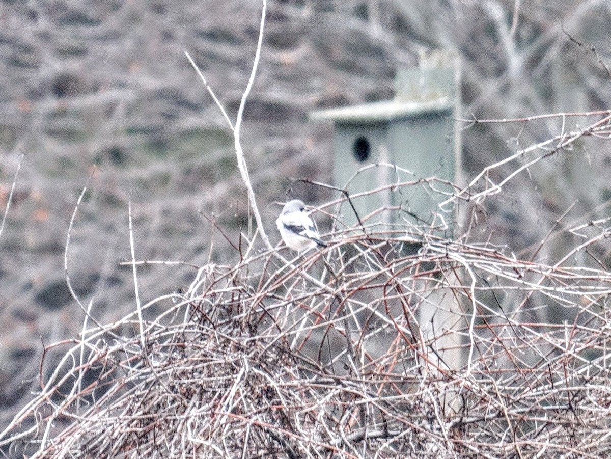 Northern Shrike - ML613145028