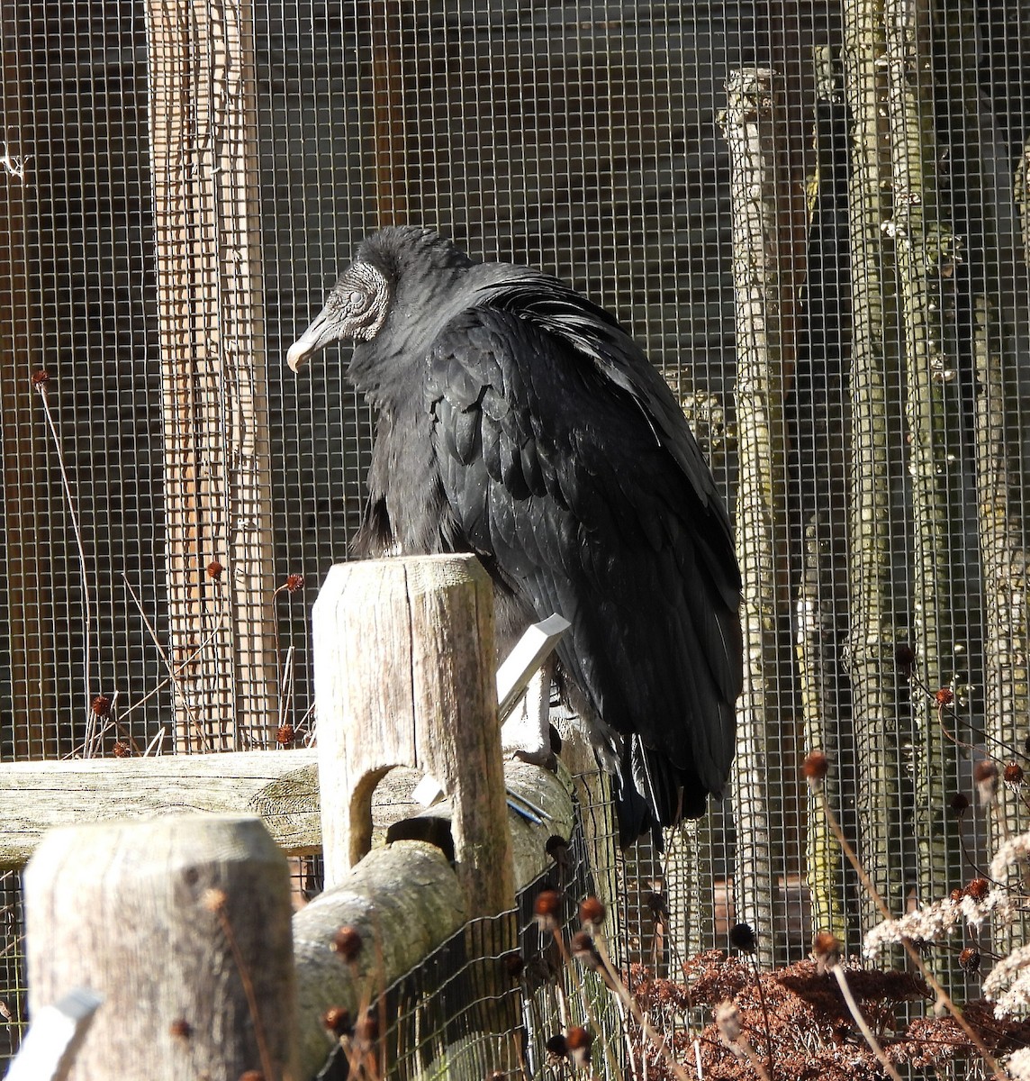 Black Vulture - ML613145051