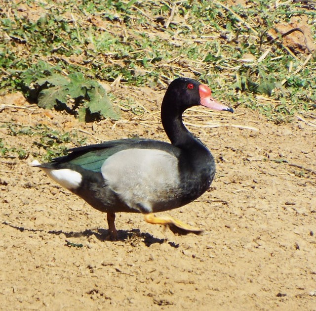 Rosy-billed Pochard - ML613145112