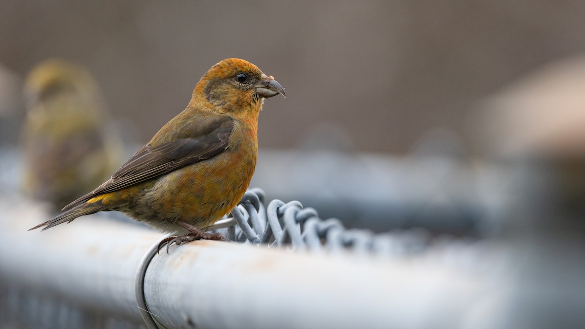 Red Crossbill (Western Hemlock or type 3) - ML613145114