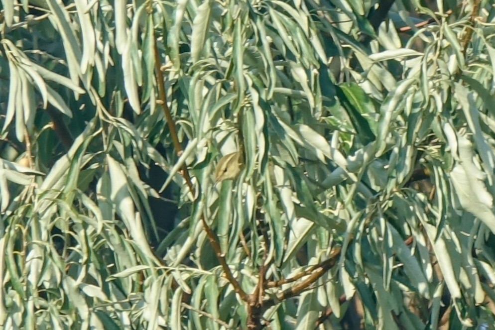 Hume's Warbler - ML613145223