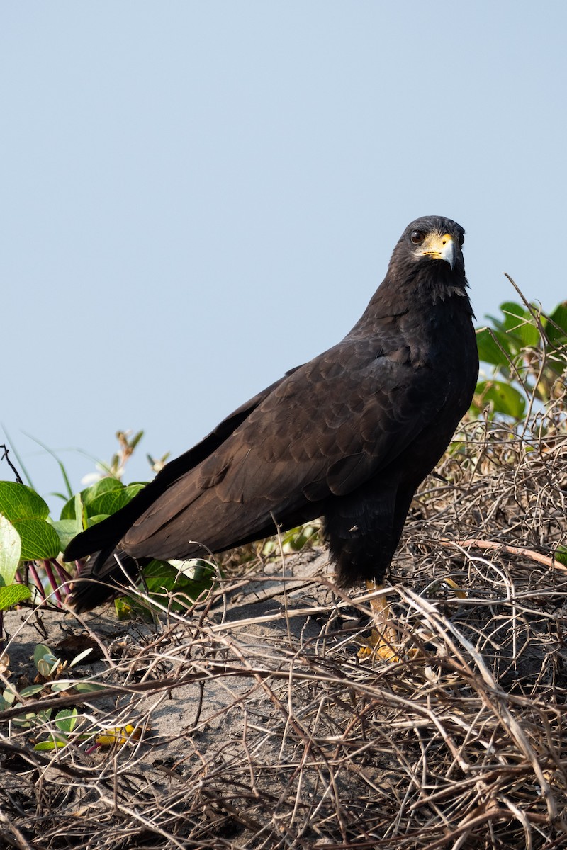 Common Black Hawk - ML613145275