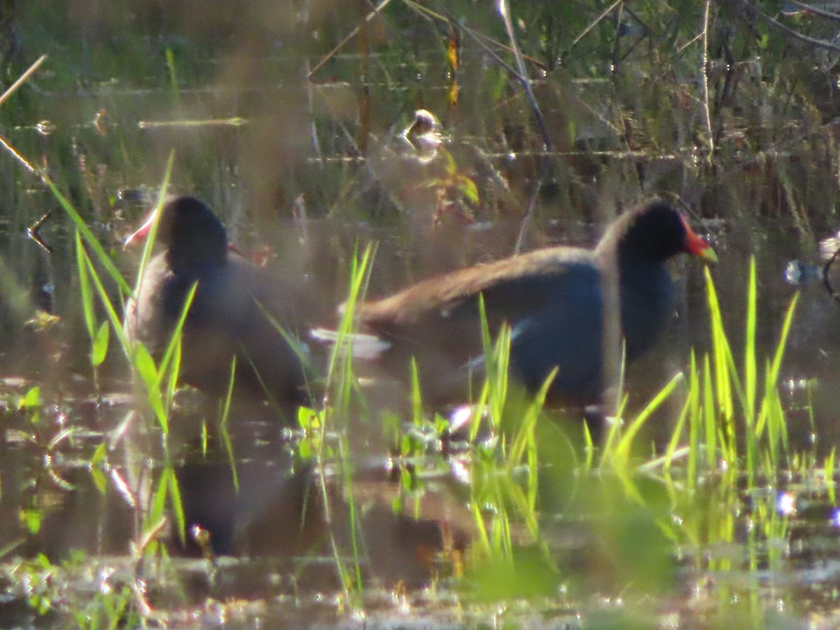 Common Gallinule - ML613145291