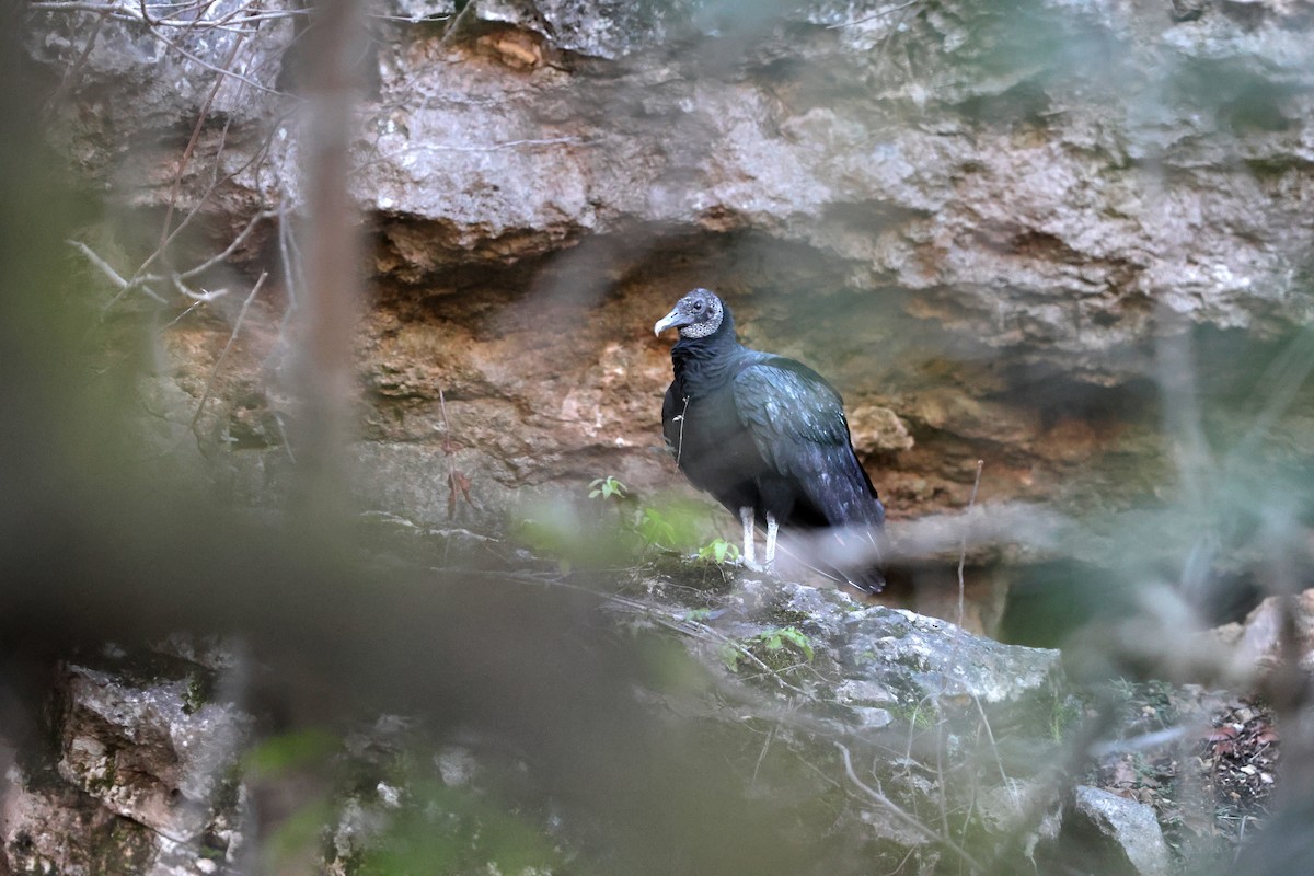 Black Vulture - ML613145399