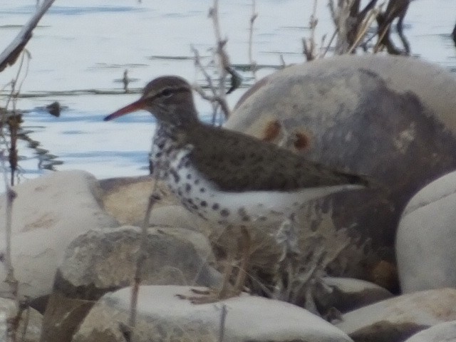 Spotted Sandpiper - Dave Hanscom