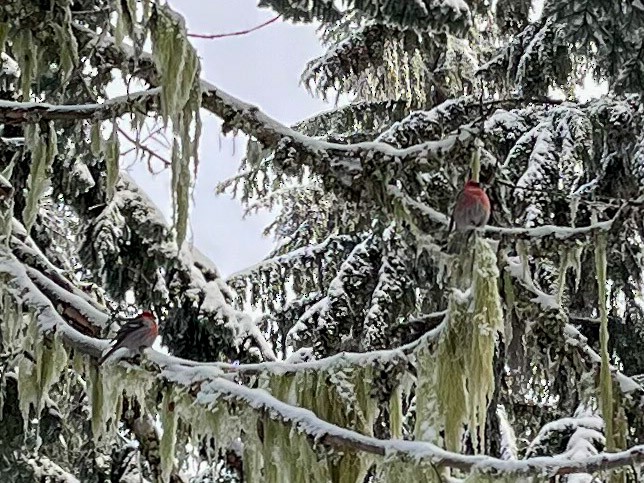 Pine Grosbeak - ML613145593