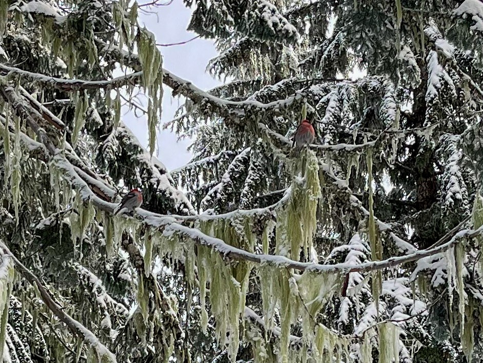 Pine Grosbeak - ML613145594