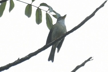 Yellow-legged Flyrobin - ML613145604