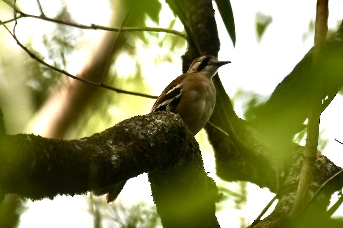 Northern Scrub-Robin - ML613145625