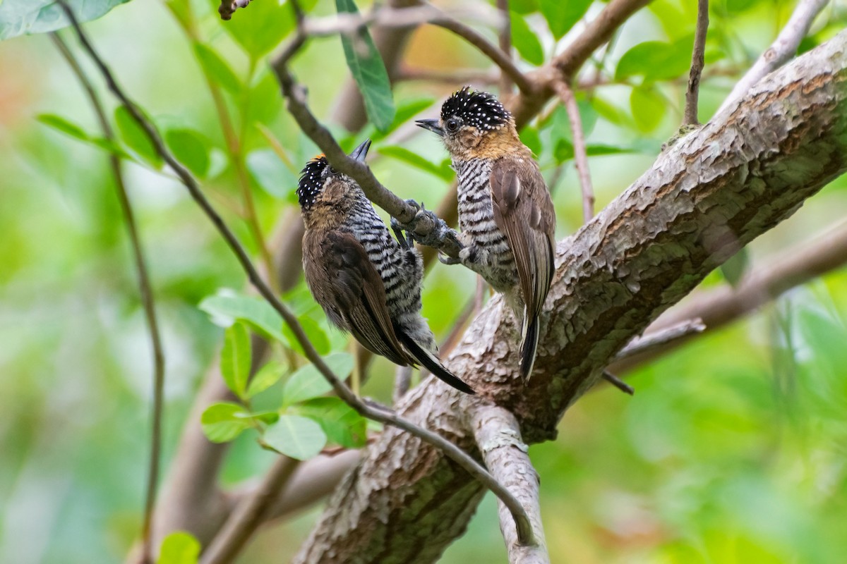 Ochre-collared Piculet - ML613145655