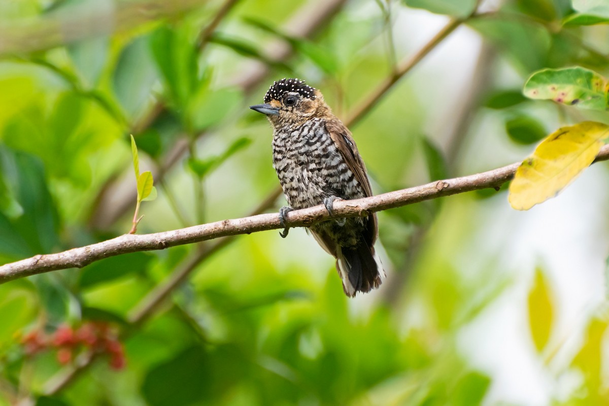 Ochre-collared Piculet - ML613145656