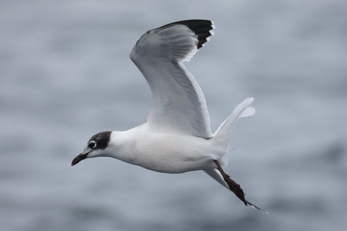 Franklin's Gull - ML613145668