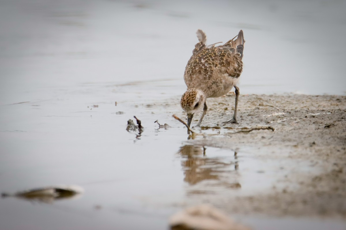 American Golden-Plover - ML613145669