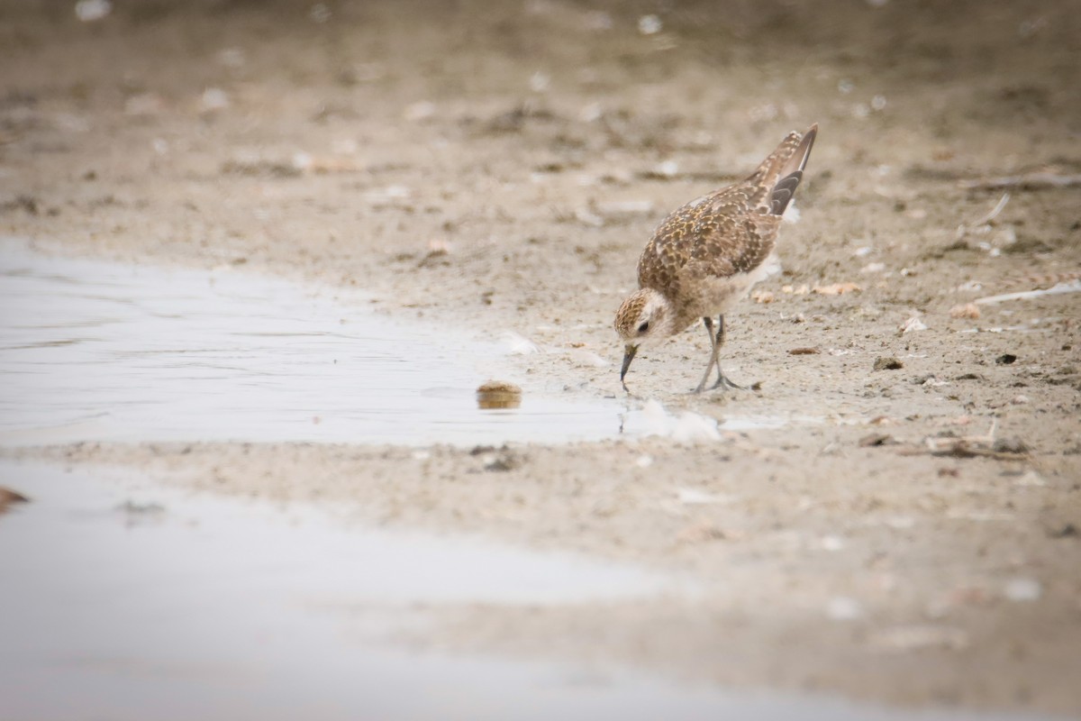 American Golden-Plover - ML613145670