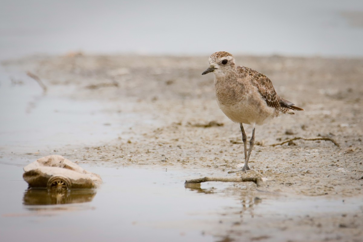 American Golden-Plover - ML613145671