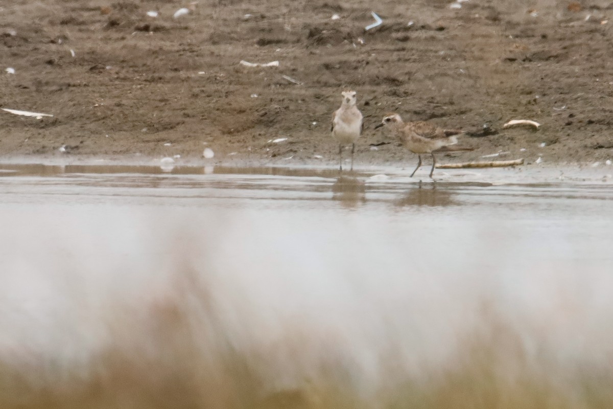 American Golden-Plover - Raúl Irarrazabal Rojas