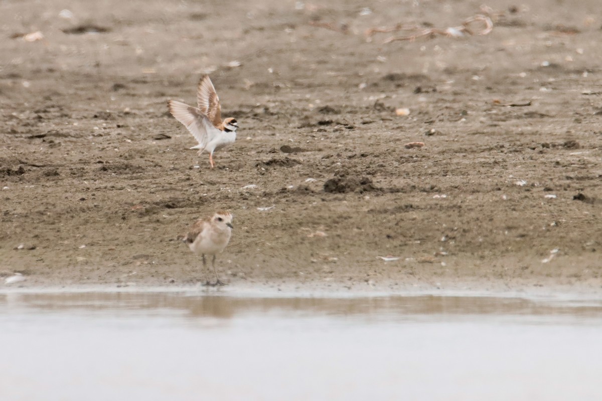 American Golden-Plover - ML613145674