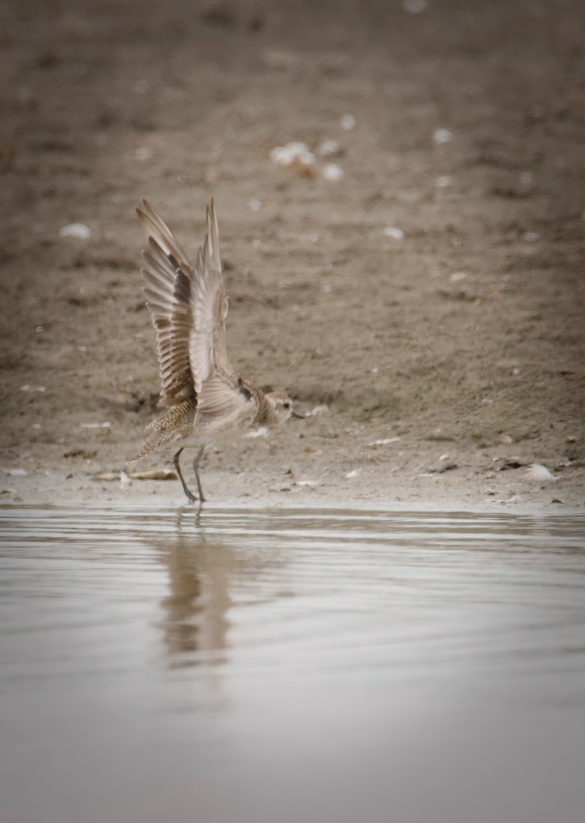 American Golden-Plover - ML613145678