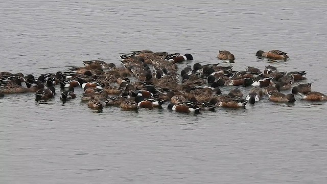 Northern Shoveler - ML613145681