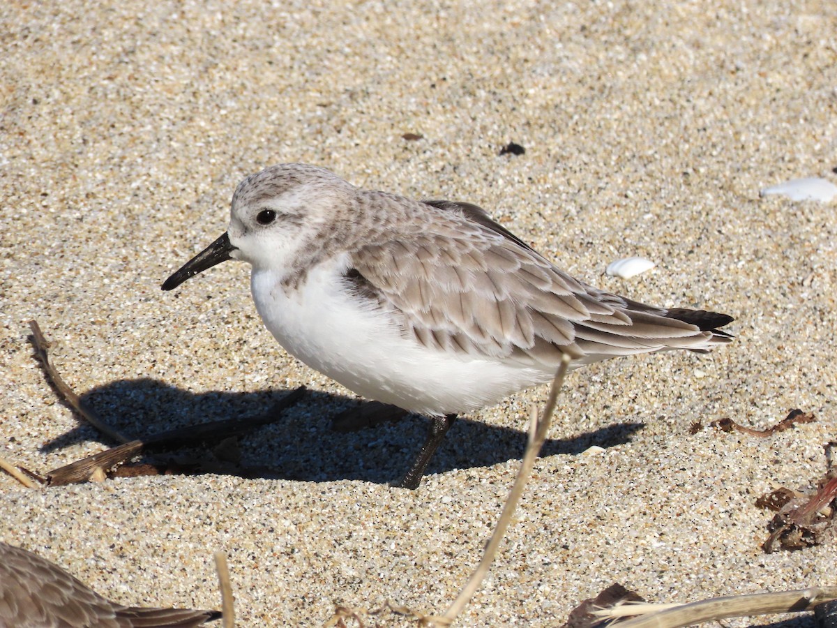 Sanderling - ML613145683