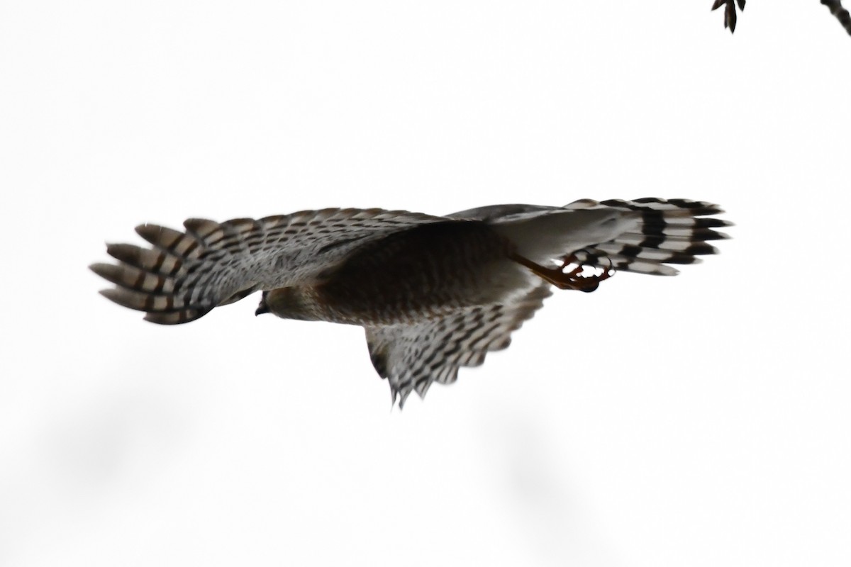 Sharp-shinned Hawk - Donna Carter