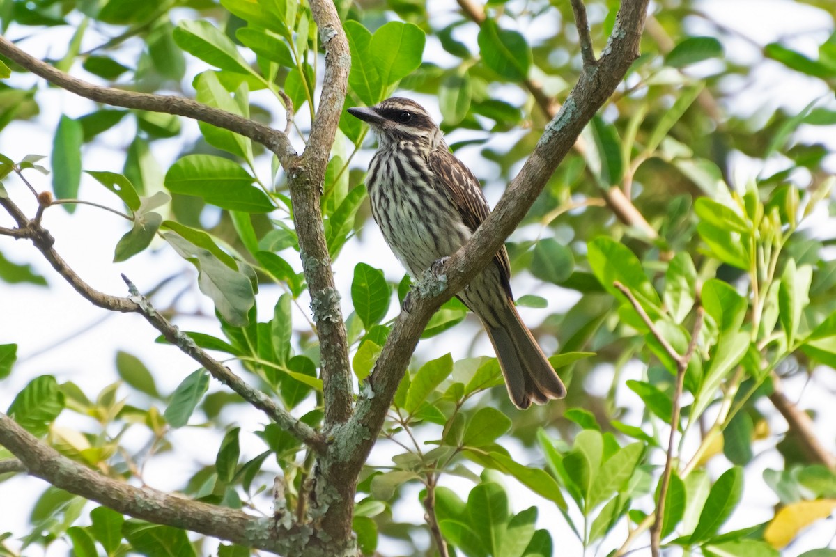 Streaked Flycatcher - ML613145695