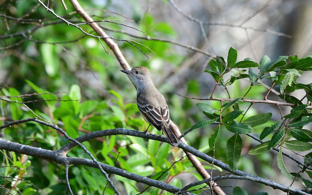 Ash-throated Flycatcher - JoAnna Clayton