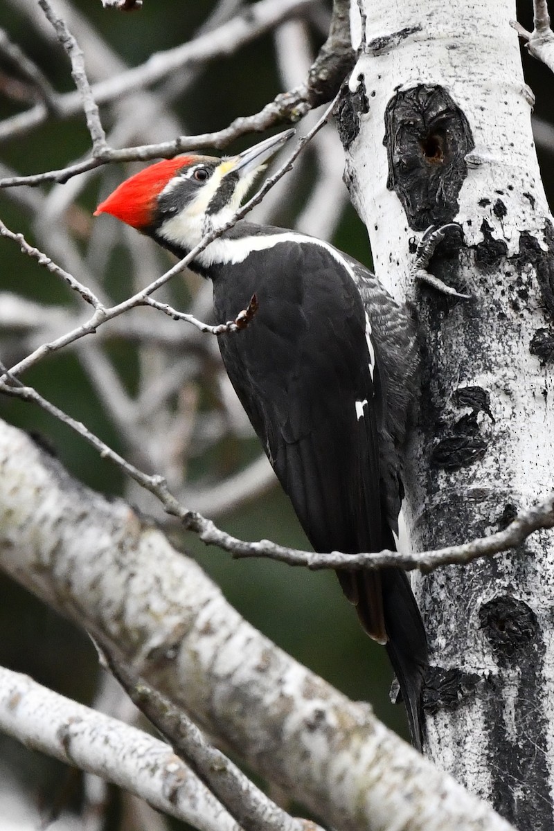 Pileated Woodpecker - Donna Carter