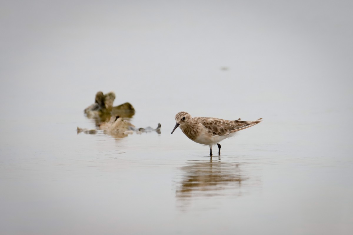 Baird's Sandpiper - ML613145720