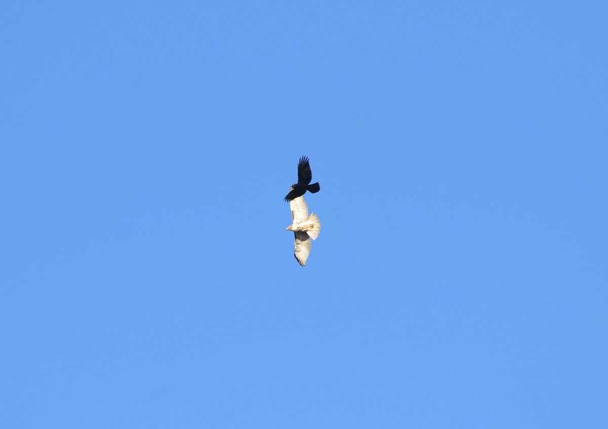 Red-tailed Hawk - ML613145736