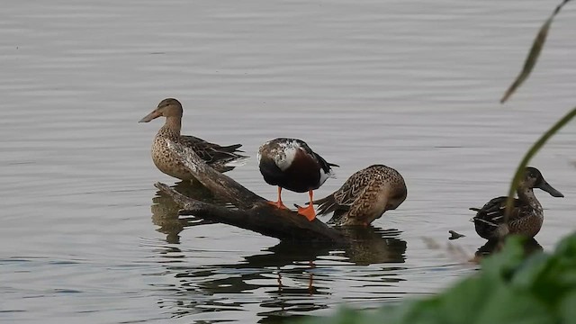 Northern Shoveler - ML613145751