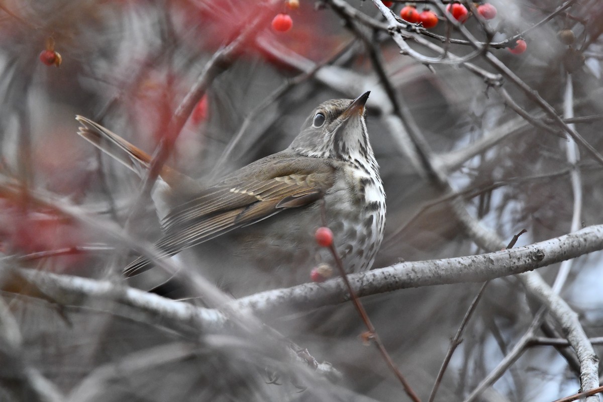 Hermit Thrush - Donna Carter