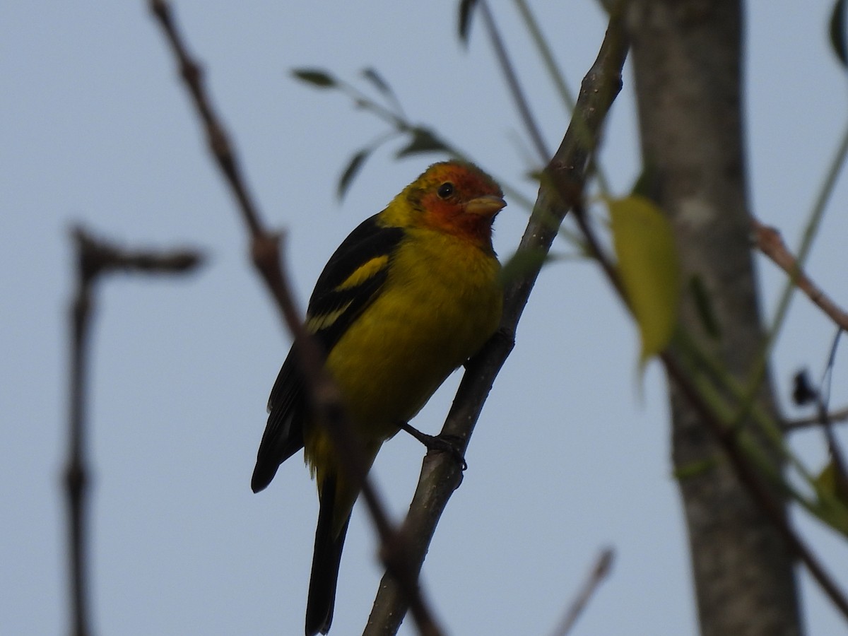 Western Tanager - ML613145812