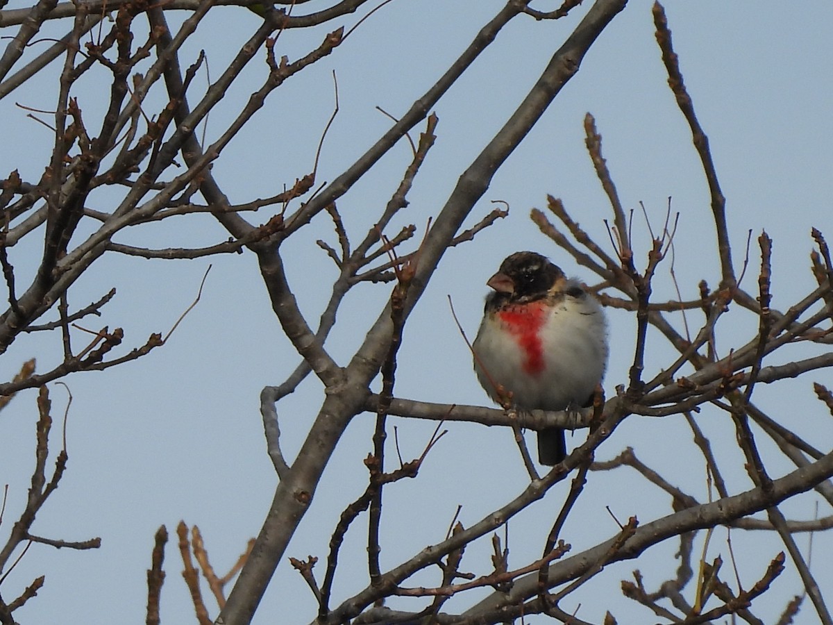 Rose-breasted Grosbeak - Bosco Greenhead