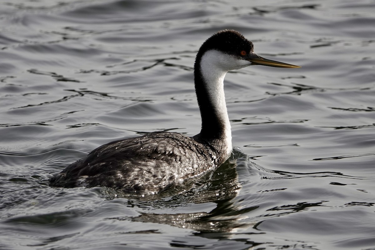 Western Grebe - ML613145962