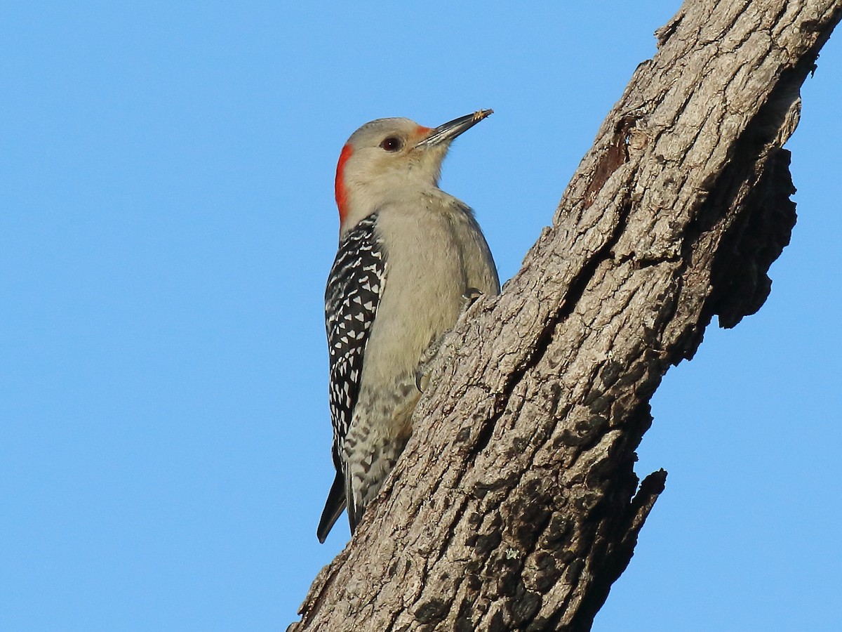 Red-bellied Woodpecker - ML613145995