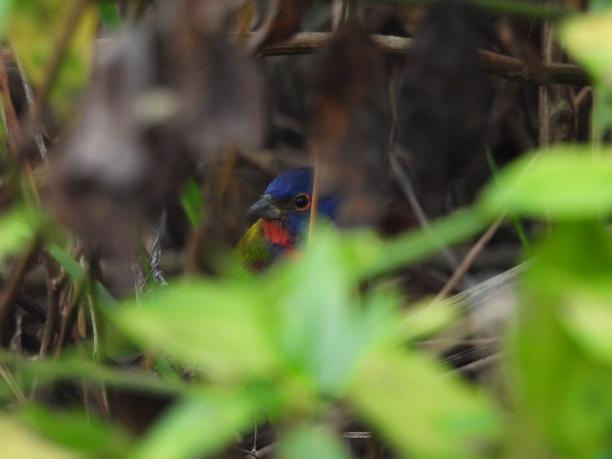 Painted Bunting - ML613146109