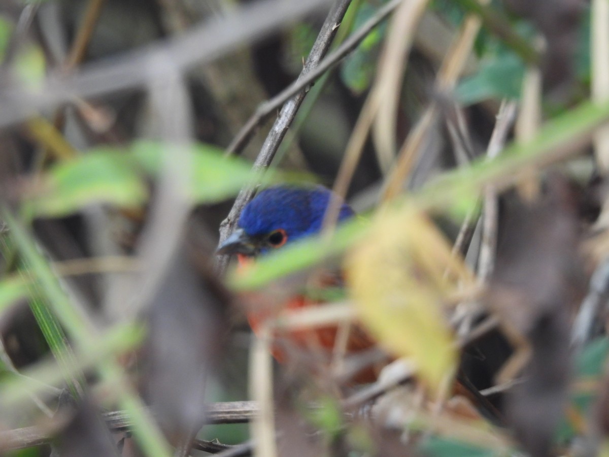 Painted Bunting - ML613146110