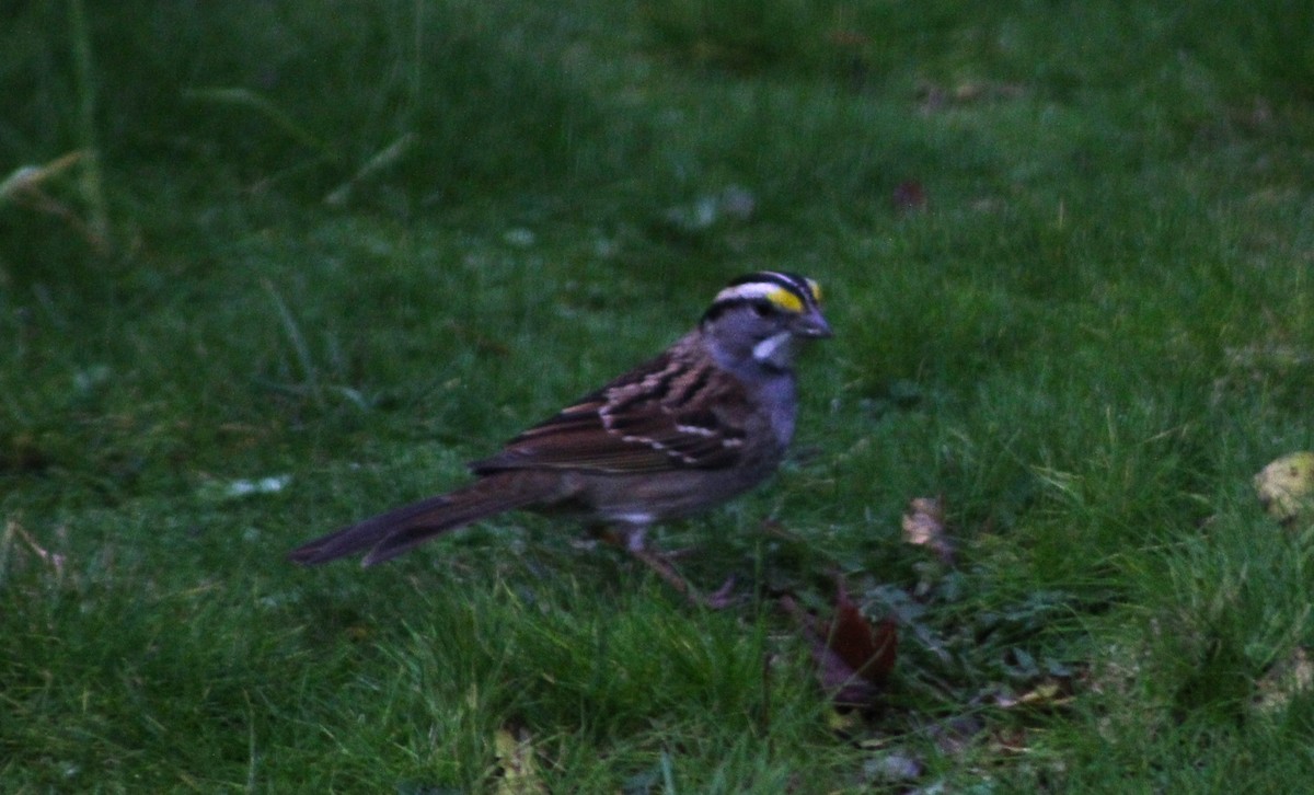 White-throated Sparrow - Nels Nelson