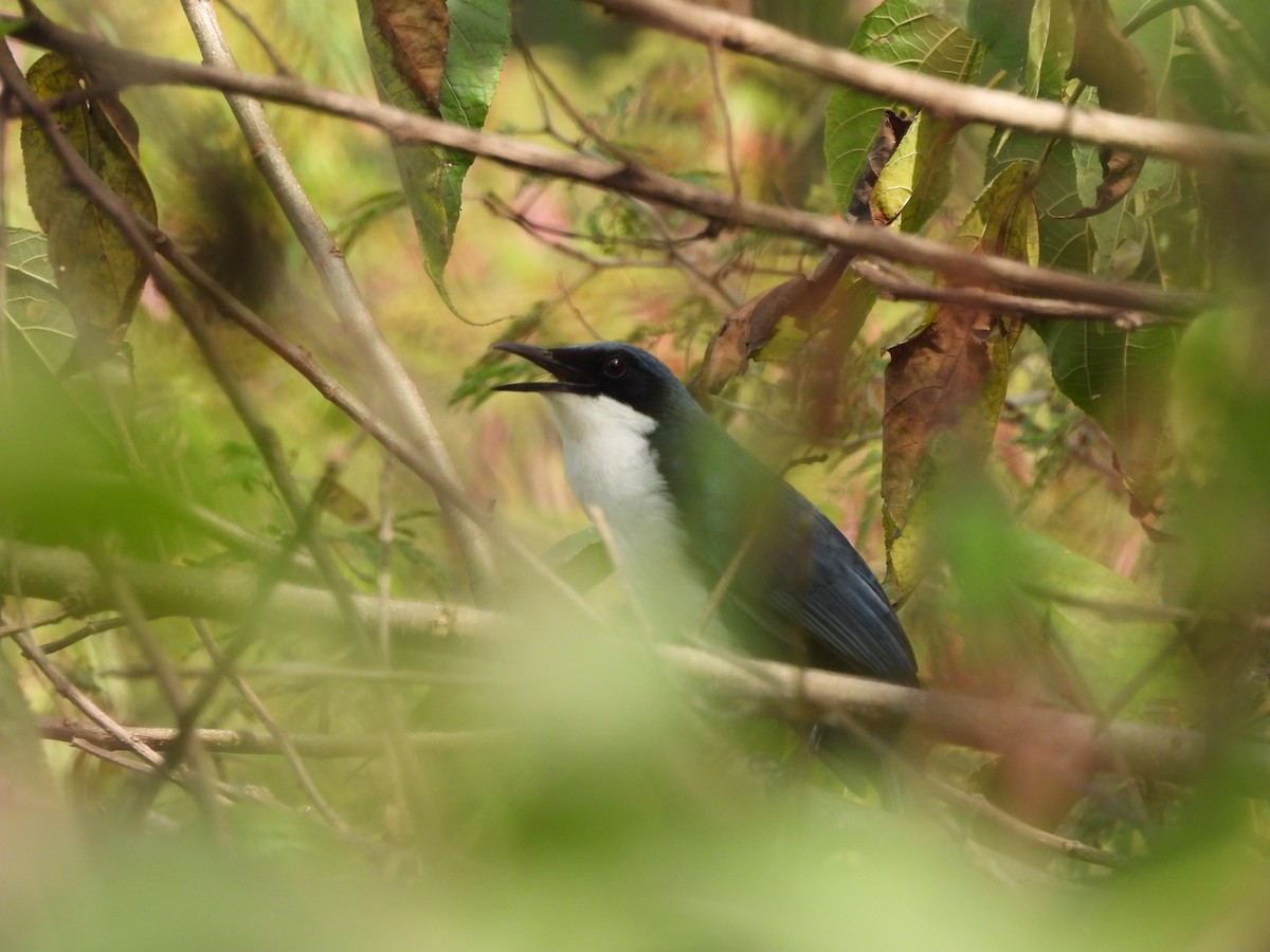 Blue-and-white Mockingbird - ML613146215