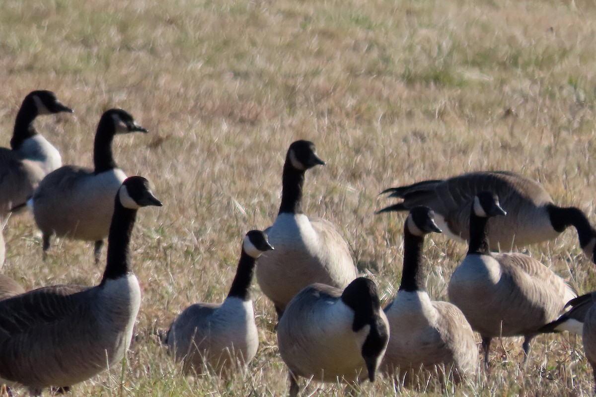 Cackling Goose - Catherine Boisseau