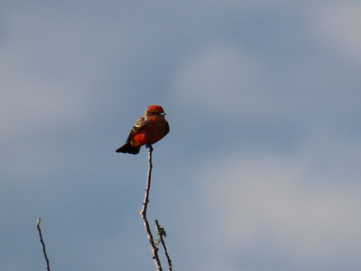 Vermilion Flycatcher - ML613146282