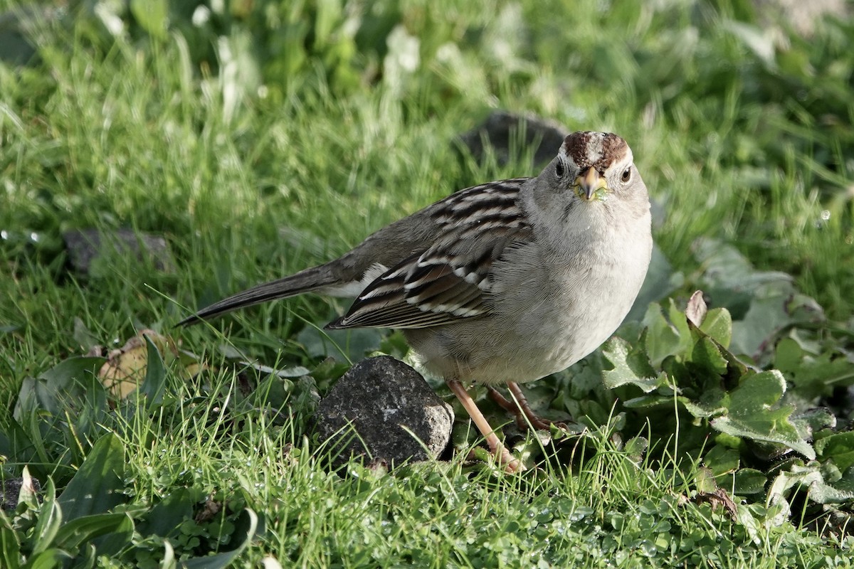 White-crowned Sparrow - ML613146332