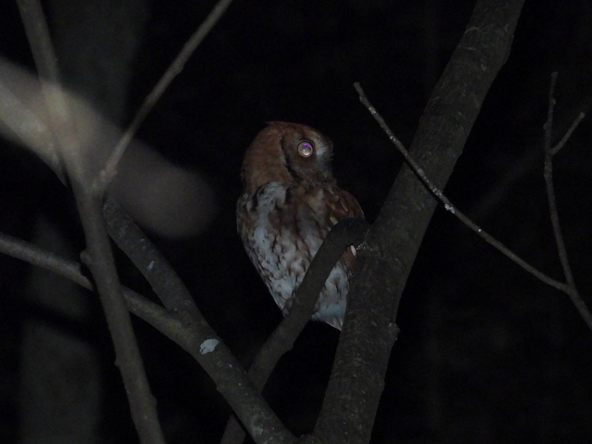 Eastern Screech-Owl - ML613146353