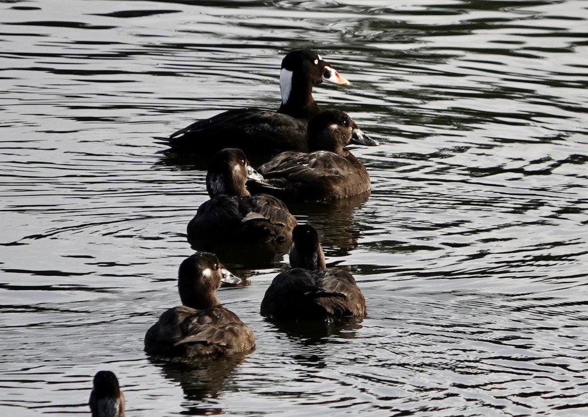 Surf Scoter - ML613146383