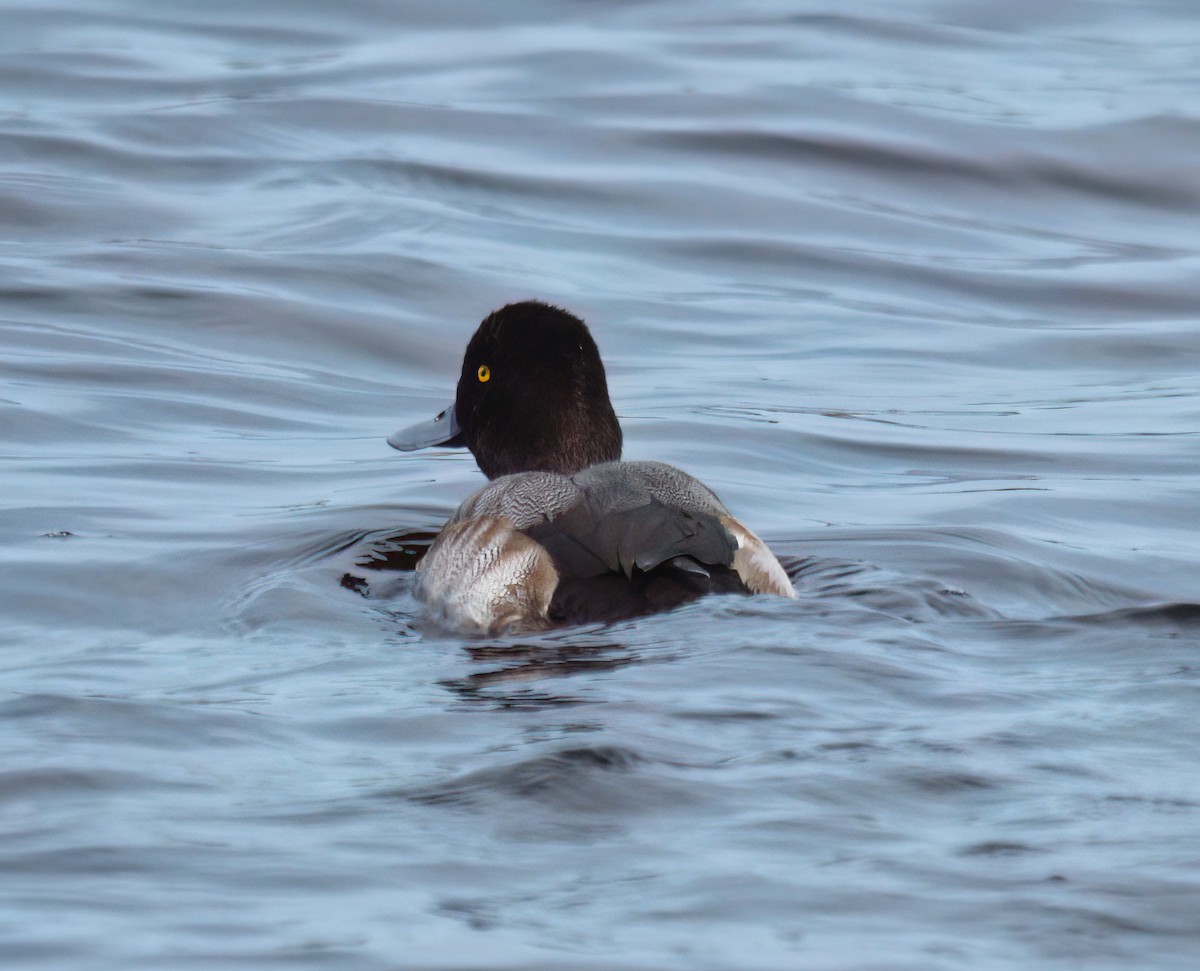 Lesser Scaup - ML613146391