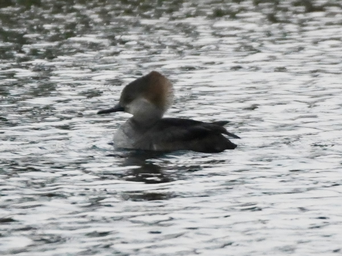 Hooded Merganser - ML613146444