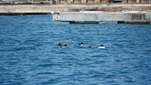 Common Goldeneye - ML613146476