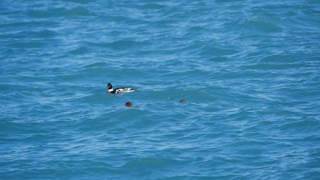 Red-breasted Merganser - ML613146488