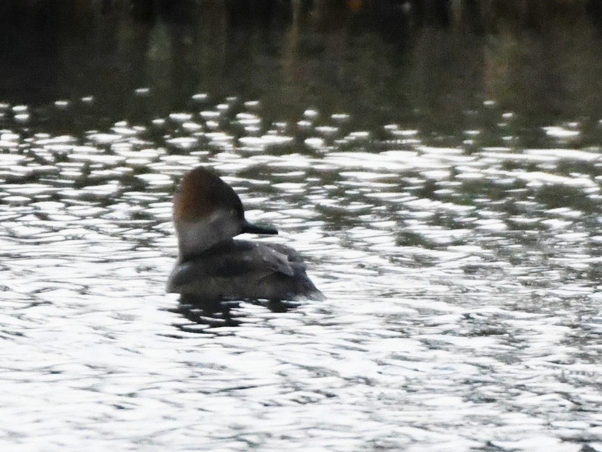 Hooded Merganser - ML613146543